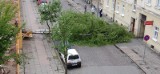 Silny i porywisty wiatr w regionie. Powalone drzewo na ulicy Żeromskiego w Słupsku (zdjęcia)
