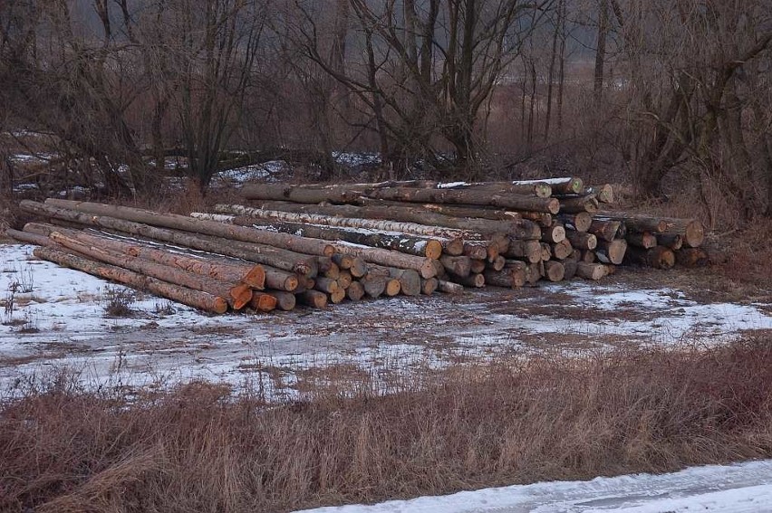 Karczowanie drzew i krzewów nad Zalewem Mietkowskim