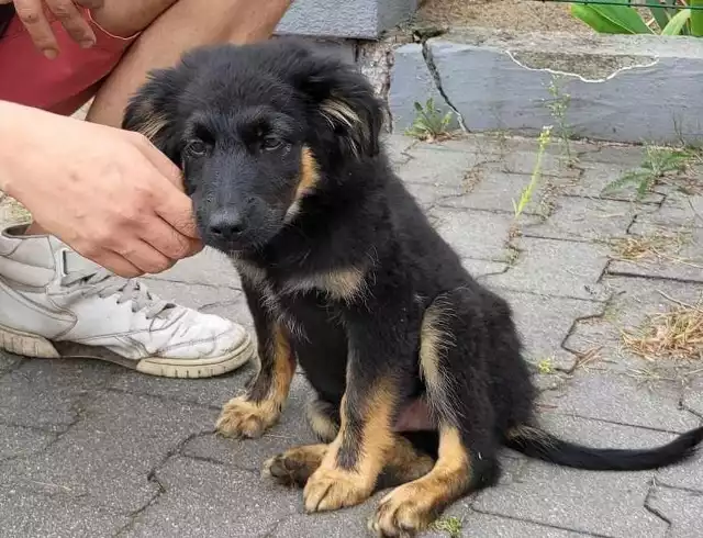 Pies poz. 23/0561Szczeniak przywieziony 21 sierpnia z ul. Polnej w miejscowości Lubicz Górny, gm. Lubicz.