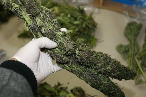 Lubelscy policjanci odkryli nielegalną plantację marihuany. Na działce znaleźli też nielegalną broń