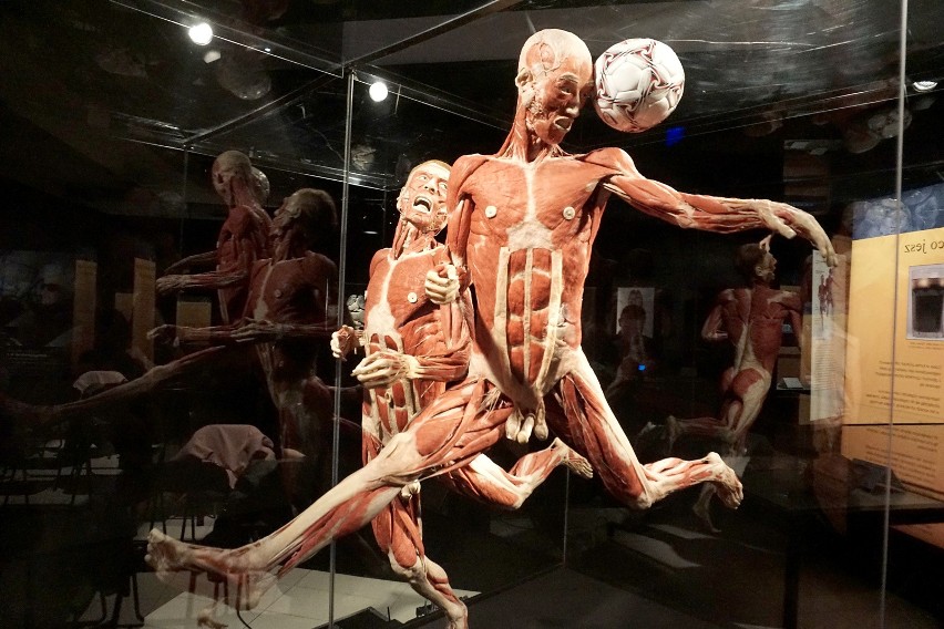 Do tej pory na całym świecie wystawę „Body Worlds Vital”...