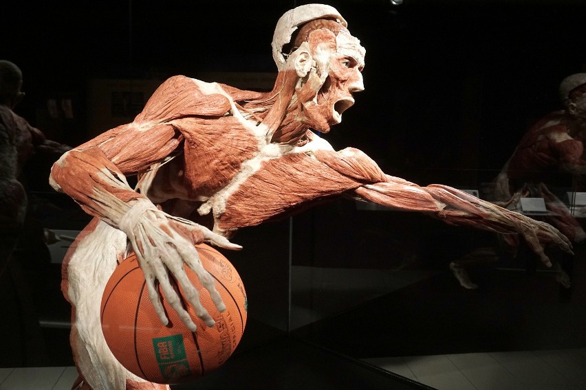 Do tej pory na całym świecie wystawę „Body Worlds Vital”...