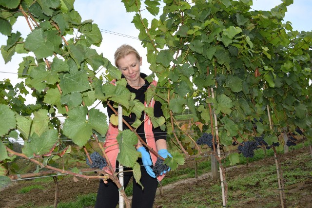 Małgorzata Basak z Winnicy Dworskiej w Słupczy patrząc na piękne grona na krzakach liczy na dobre zbiory. Więcej z winobrania na kolejnych zdjęciach