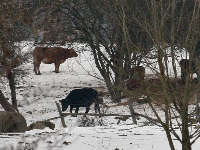 Wielu podróżnym widok krów na mrozie pod Lęborkiem ściska serce. Ale policja uspokaja, że ta rasa przetrzyma surową zimę.