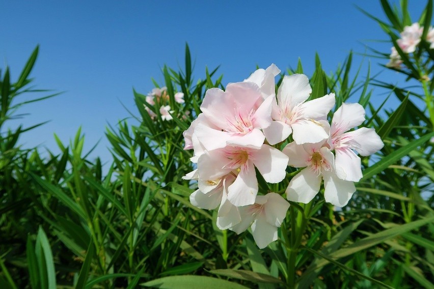 Oleander...