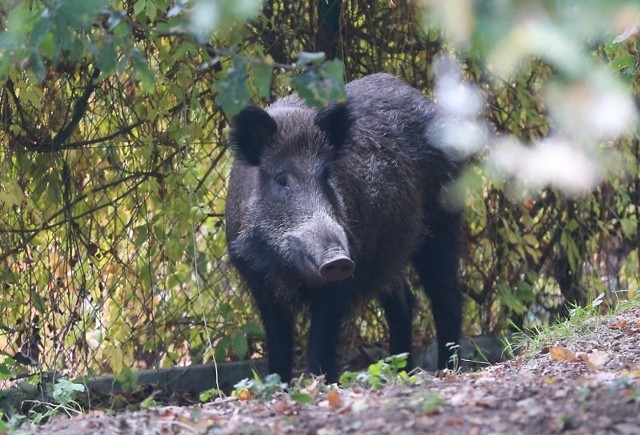 W sytuacji, gdy spotkamy stado dzików na pewno nie powinniśmy ich dokarmiać, podchodzić blisko i robić sobie zdjęć. - Można je przepłoszyć, na przykład tupać nogą - tłumaczy pan Ryszard. - Wystraszone uciekają na oślep, co też może być niebezpieczne: mogą nawet przewrócić. Najlepiej od razu zawiadomić straż miejską czy policję.