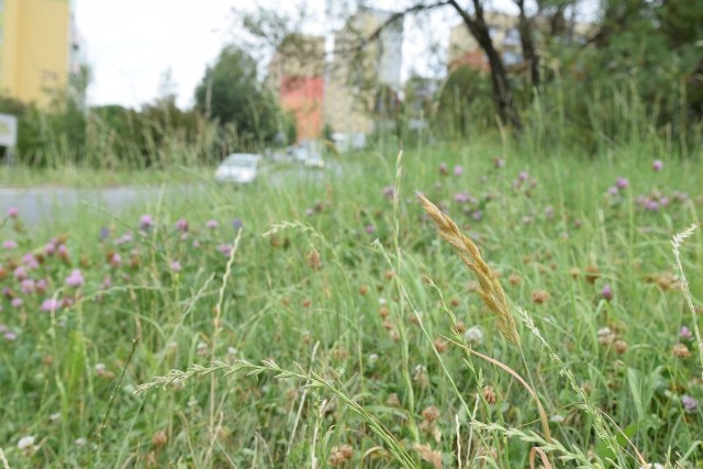 Oto fragment nieskoszonego trawnika na osiedlu Świętokrzyskim w Kielcach. - W poniedziałek, 3 lipca rozpoczniemy koszenie - mówi Tadeusz Fedyk, zastępca prezesa do spraw technicznych ze Spółdzielni Mieszkaniowej Wichrowe Wzgórze.
