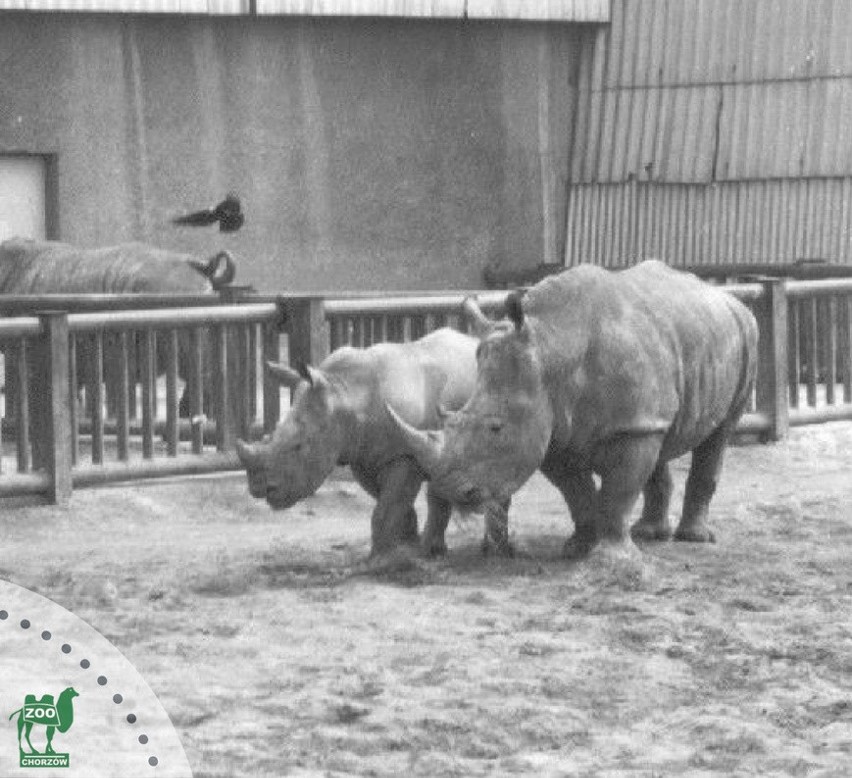 Tak kiedyś było w Śląskim Ogrodzie Zoologicznym...