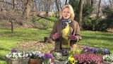 Maja Popielarska poleca jakie kwiaty sadzić na wiosnę (wideo)