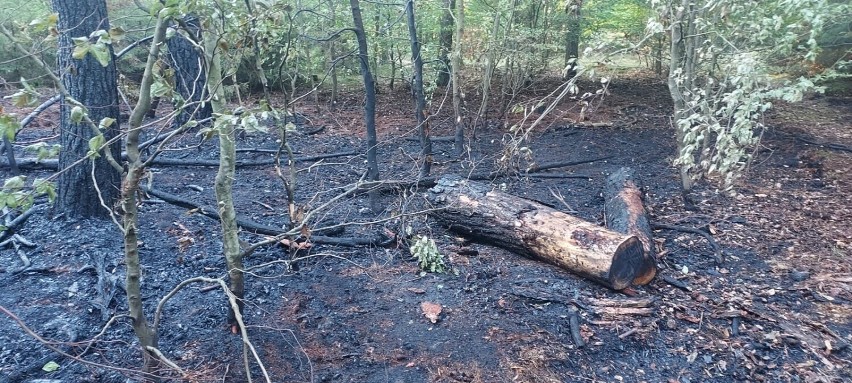 Akcja gaśnicza toczyła się dwutorowo - z ziemi i powietrza....