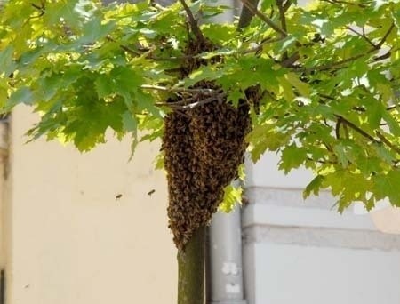 Rój pszczół na Pietrynie. Aktualizacja (wideo i galeria zdjęć)