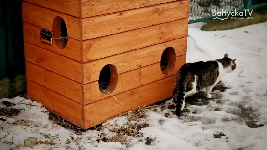 Hel zafundował spokojną zimę swoim kotom. W mieście stanęły domki dla  zwierząt [ZDJĘCIA, WIDEO] | Dziennik Bałtycki