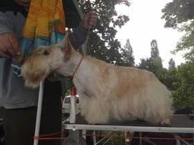 Na zeszłorocznej wystawie psów w Koszalinie zaprezentowało się 140 ras.