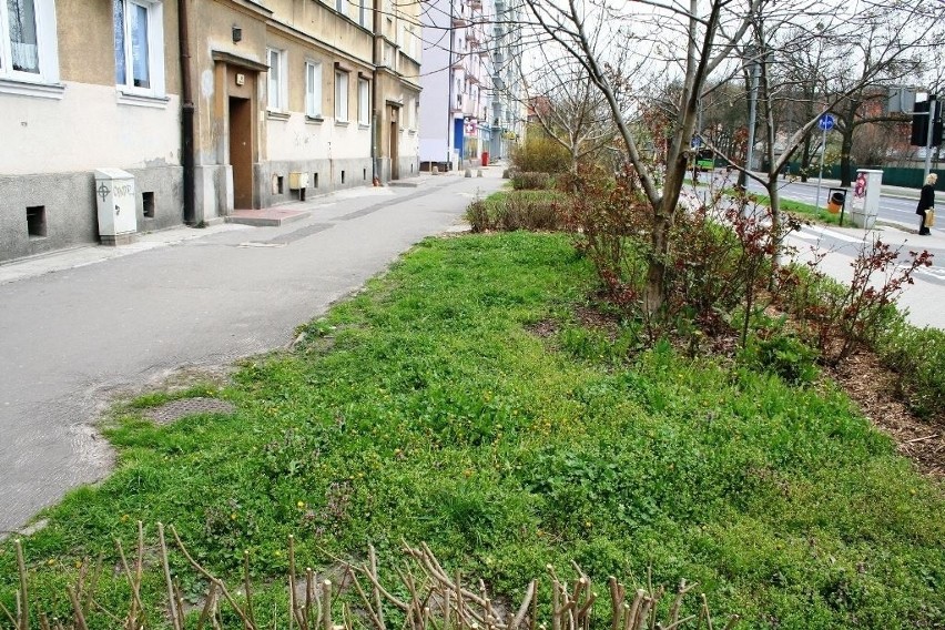 Od Czytelnika: Zieleń na Jeżycach - same chwasty i nic więcej [ZDJĘCIA]