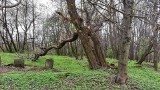 Wieliczka. Wiele połamanych drzew na kirkucie. Mieszkańcy obawiają się, że dojdzie do uszkodzenia nagrobków