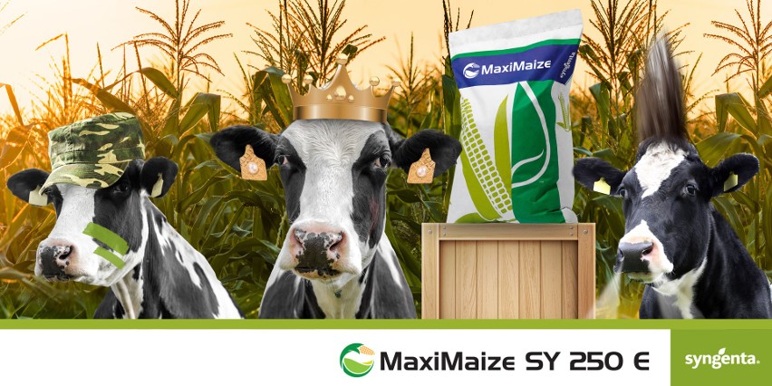 Odmiana kukurydzy MaxiMaize SY 250 E czyli 3 odmiany w...