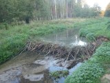 Bobry podchodzą coraz bliżej domów