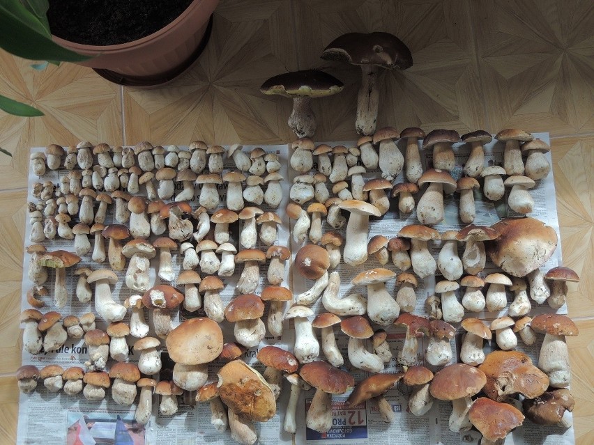 Zdjęcia grzybów od naszych internautów. Zobacz piękne okazy 