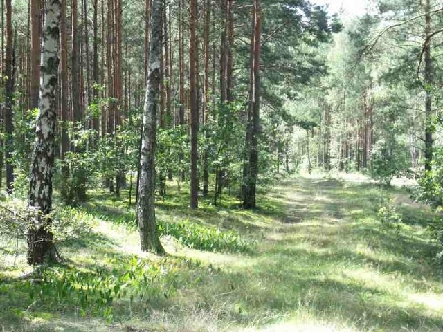 Lasy w czasie suszy są narażone na pożary z błahych powodów