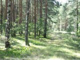 Zakaz wstępu do lasów na terenie Nadleśnictwa Ostrołęka
