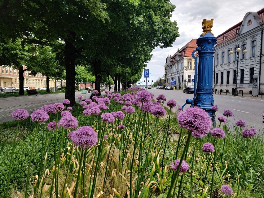Będzie jeszcze więcej kwiatów w Szczecinie! Zobacz zdjęcia   