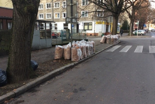 Za liście znajdujące się pasie drogowym czyli na chodnikach i ulicach odpowiada Zarząd Dróg i Transportu Miejskiego, natomiast w parkach i na skwerach Zakład Usług Komunalnych. Te jednostki od kilku tygodni sukcesywnie prowadzą akcje sprzątania i wywożenia liści. 