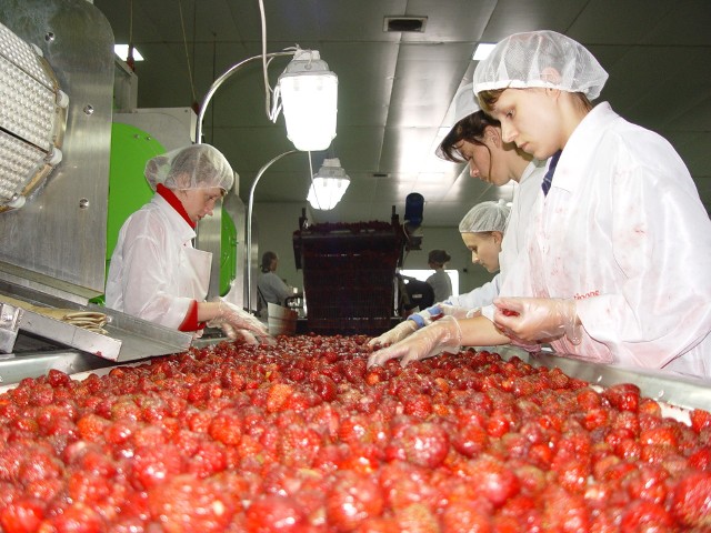 Chłodnia w Ziewanicach przygotowuje wyroby mrożone gotowe i paczkowane na rynki krajowe i na eksport. W kraju odbiorcami tych produkt&oacute;w są cukiernie oraz gastronomia