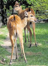 Krakowskie zoo sprowadziło nowe gatunki zwierząt: antylopy i czaple