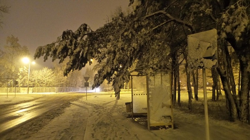 Olkusz. Drzewa łamią się pod naporem śniegu! [ZDJĘCIA]