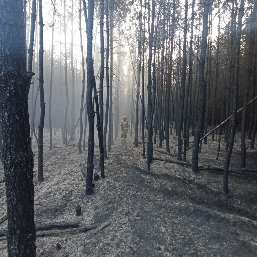 Pożar lasu w powiecie chełmskim. Akcja gaśnicza trwała ponad cztery godziny