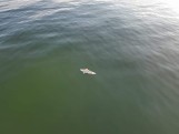 Martwa foka znaleziona w kąpielisku w Gąskach [ZDJĘCIA]