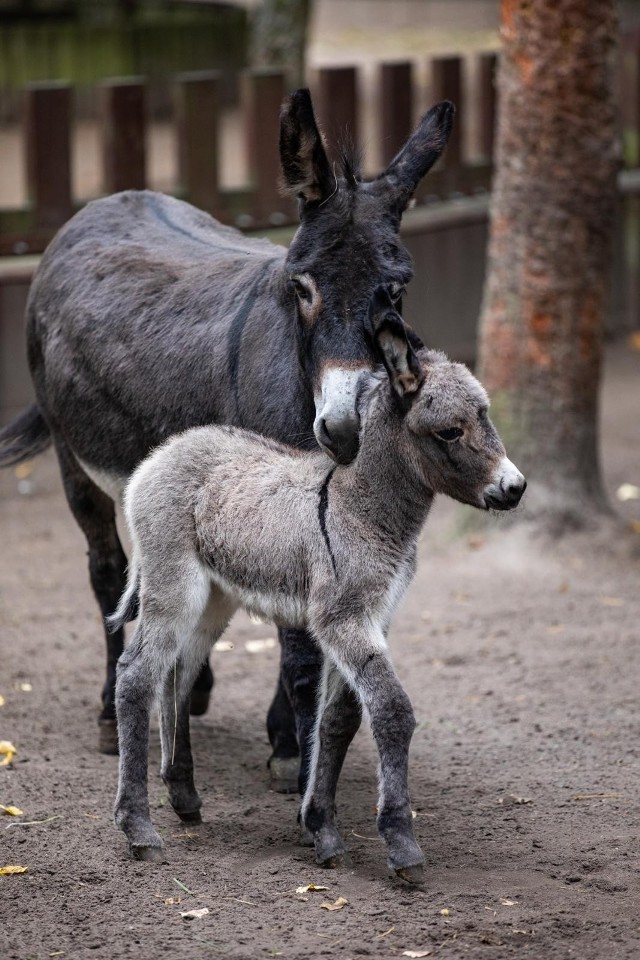 Osiołek o imieniu Olissa, młody żubr z Białowieży i mała kangurzyca to nowi mieszkańcy Ogrodu Zoologicznego w Myślęcinku.