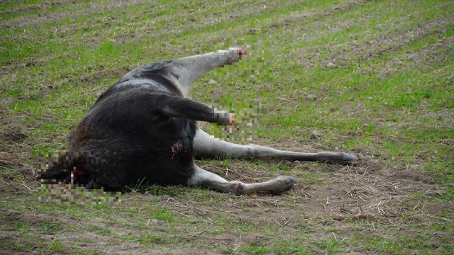 Zwierzę bez głowy i nóg leży przy drodze krajowej nr 19, w okolicy wsi Wojszki, prowadzącej do Bielska Podlaskiego