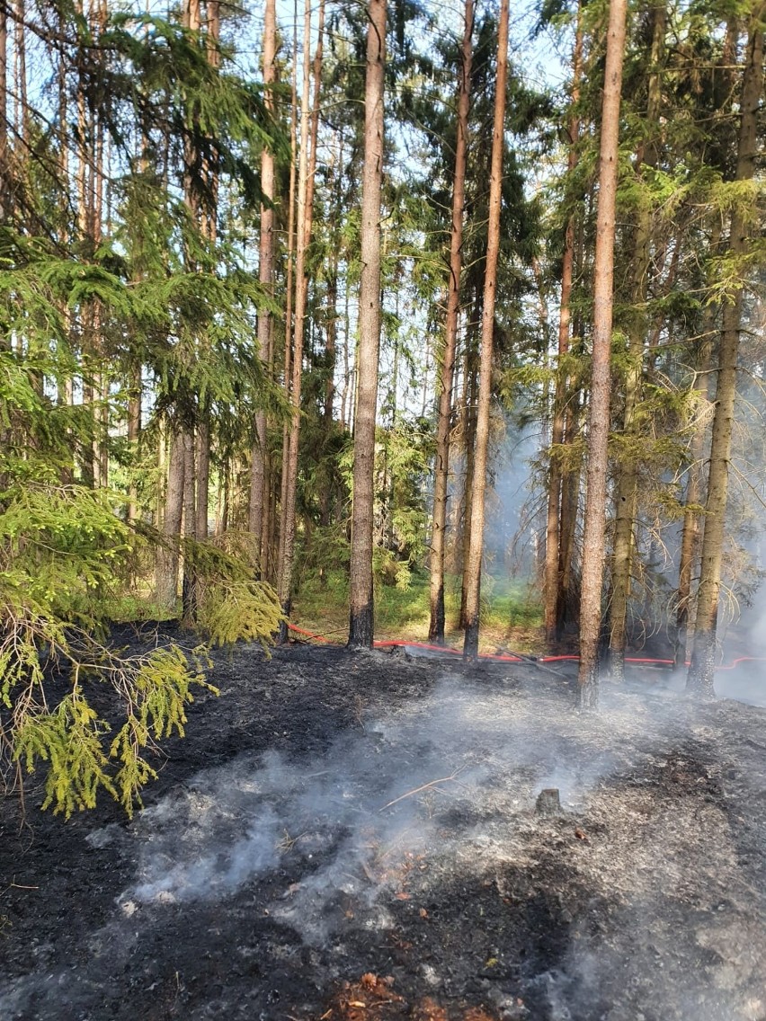 Potężny pożar lasu w powiecie bytowskim. Samolot dromader...