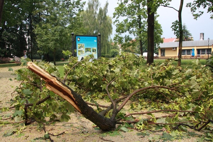 Burza przeszła przez Syców. Połamane drzewa i podtopione domy (ZDJĘCIA)