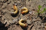 Groźne larwy atakują lasy w województwie podlaskim. Leśnicy planują opryski