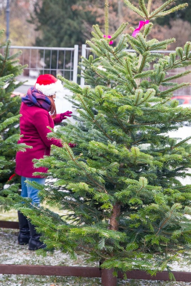 2017-12-20  bialystok choinka choinki sprzedaz fot wojciech wojtkielewicz kurier poranny / gazeta wspolczesna