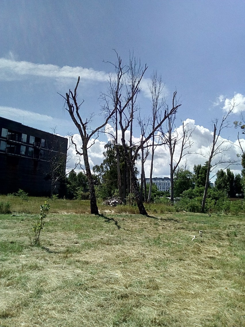 Batalia o ukaranie sprawcy, któy zniszczył 39 drzew na...