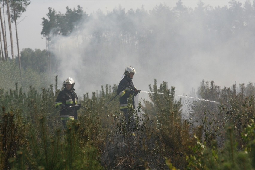 Spłonęło 50 ha lasu. Strażacy wciąż pilnują pogorzeliska (FILM, ZDJĘCIA)