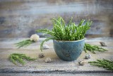 Soliród zielny, czyli słona roślina. Co to jest i jak ją wykorzystać? Poznaj tę niezwykłą jadalną roślinę. Czy soliród można uprawiać?