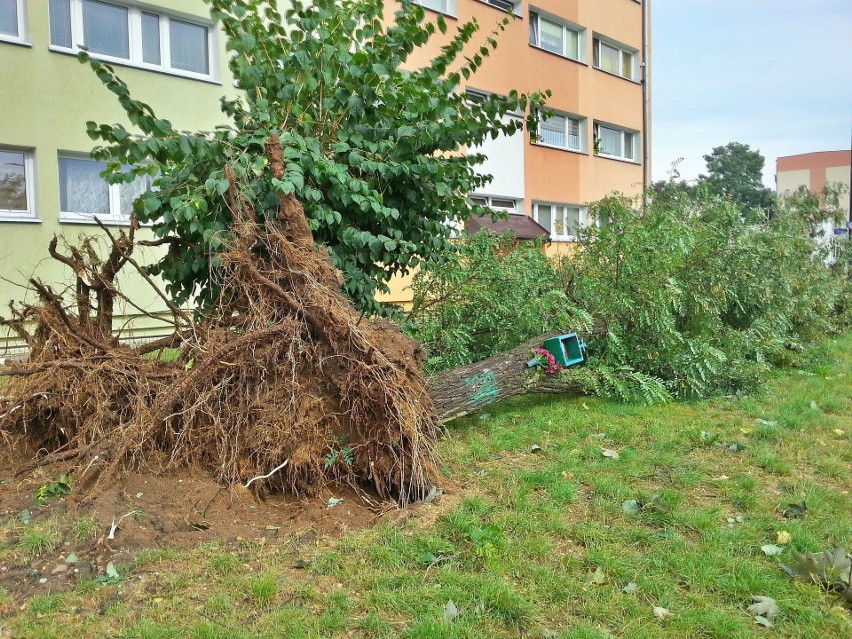 Burza w Łodzi. Nawałnica nad Łodzią. Powalone drzewa, gałęzie na drogach, zalane ulice [ZDJĘCIA]