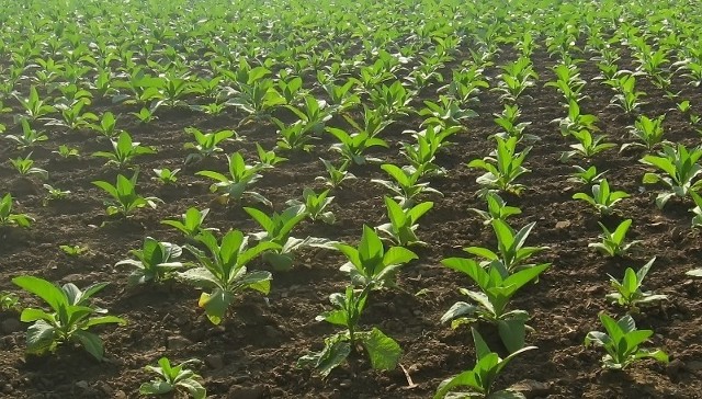 Proponowane stawki za 1 kilogram tytoniu odmiany Virginia mogą wynieść 1,96 Eur/kg, za Burley - 2,16 Eur/kg