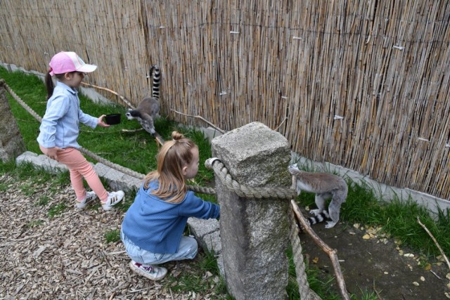 Mini zoo zaledwie 40 minut od Kalisza. Bliskie spotkania z ponad 400 zwierzakami. Zobacz zdjęcia ->