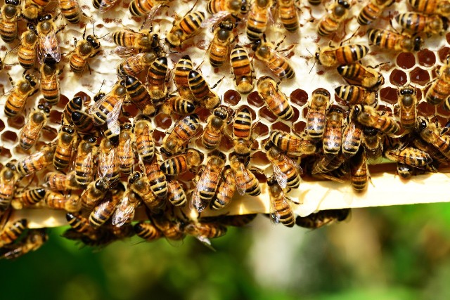 Niektóre kultury afrykańskie wierzą, że zmarli odwiedzają swoich żyjących krewnych pod postacią pszczół albo jaszczurek.