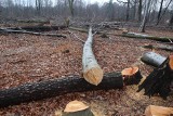 Lex Szyszko w Katowicach. Sprawa wyciętych drzew z Giszowca trafi do prokuratury? ZDJĘCIA