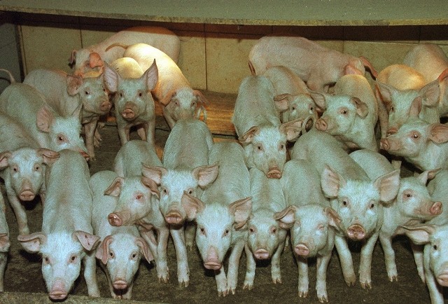 Teraz świnie m.in. nie będą mogły być utrzymywane w  budynkach, w których są jednocześnie utrzymywane zwierzęta kopytne