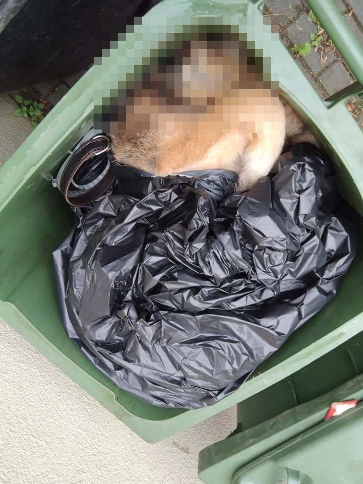 Ktoś wyrzucił martwego psa do zielonego pojemnika na odpady,...