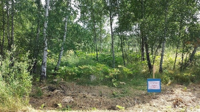 W Grzybowie gmina Staszów ustawiła tabliczki ostrzegające przed tym, by nie dotykać barszczu sosnowskiego. Jest na nich komunikat, że kontakt z rośliną grozi poparzeniem skóry.