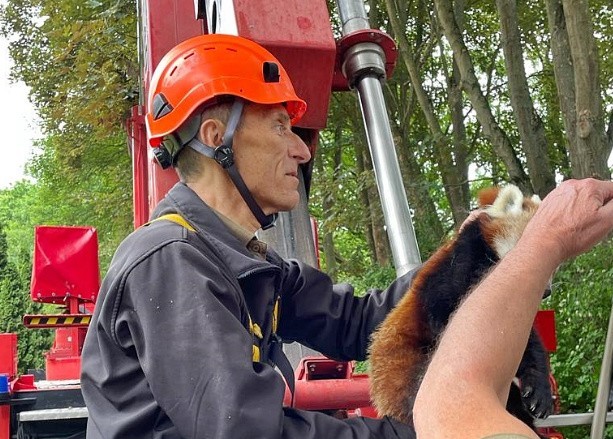 Buntownicza pandka uciekła z klatki w gdańskim zoo. Potrzebna była interwencja służb