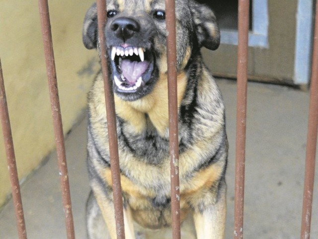 Psy, które pogryzły człowieka muszą trafić na obserwację, podczas której weterynarz ustali, czy nie chorują na wściekliznę.